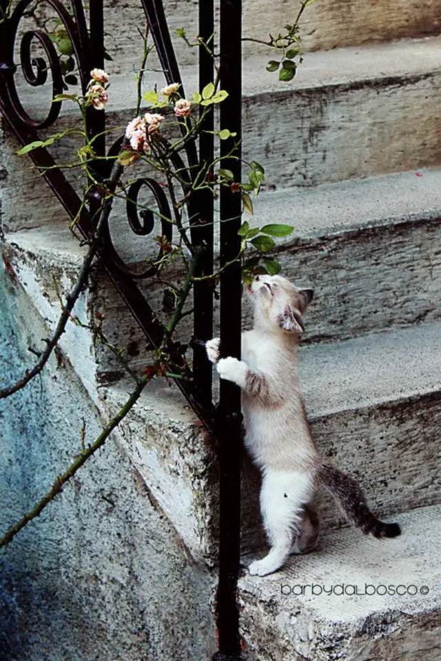 jardin chat fleurs printemps escalier en pierre balustrade en fer forgé