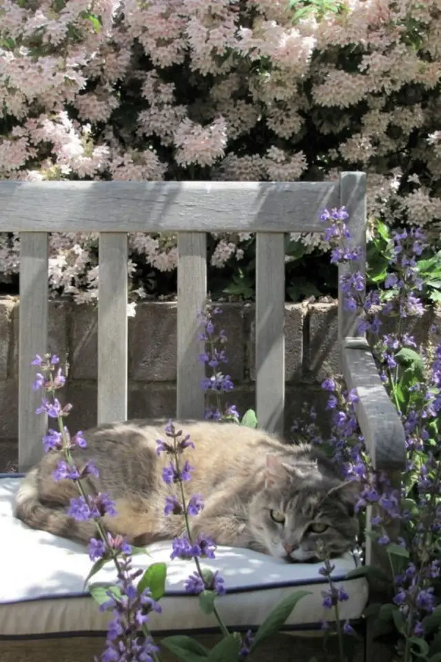 jardin chat fleurs printemps banc en bois coussin plantes grimpantes