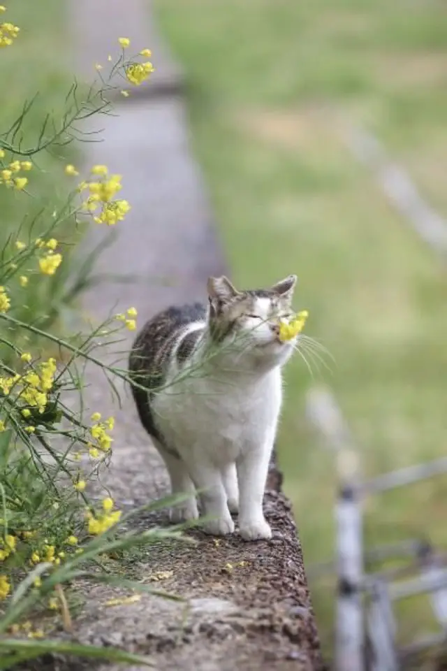 jardin chat fleurs printemps parfum fleur jaune