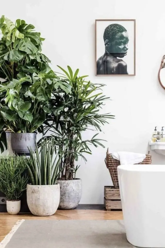plante tropicale interieur XXL salle de bain naturelle