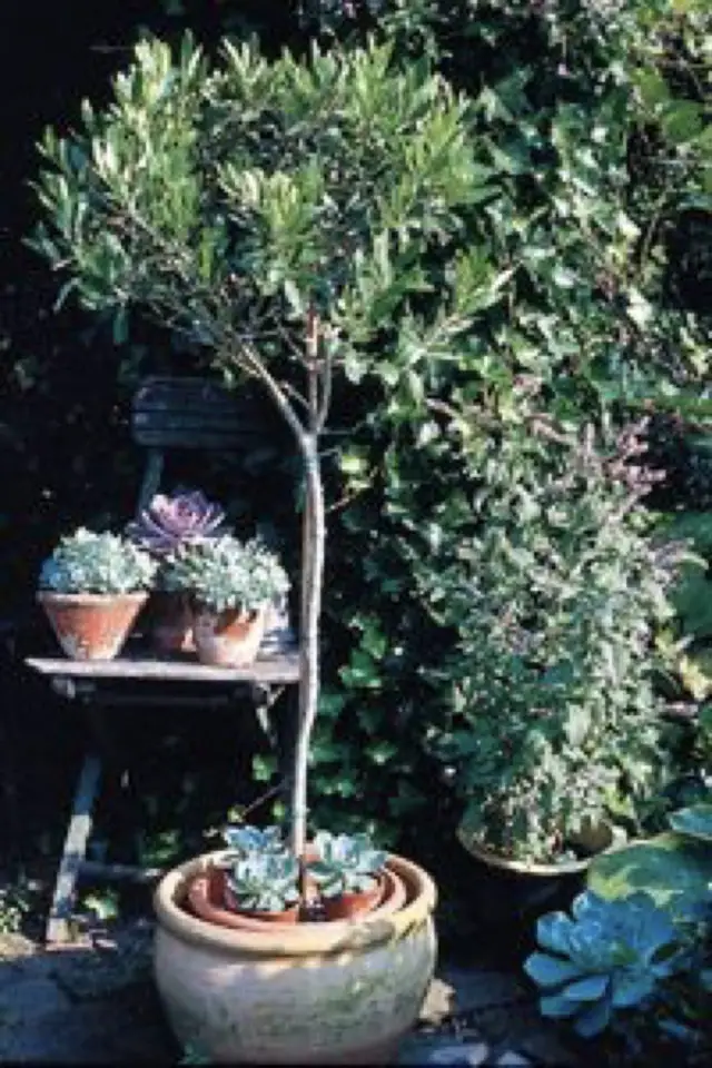exemple terrasse deco pot plantes tabouret arbuste jeu de volume