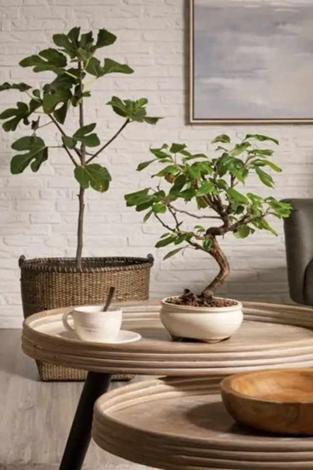 salon sejour japandi exemple détail meuble plante bonzai