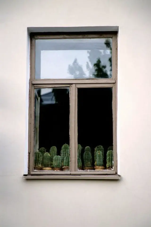decorer fenetre petite plante interieure collection cactus vue de l'extérieur façade
