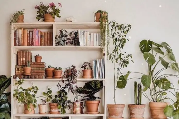 choisir variete plantes deco meuble salon séjour chambre cuisine exemple liste