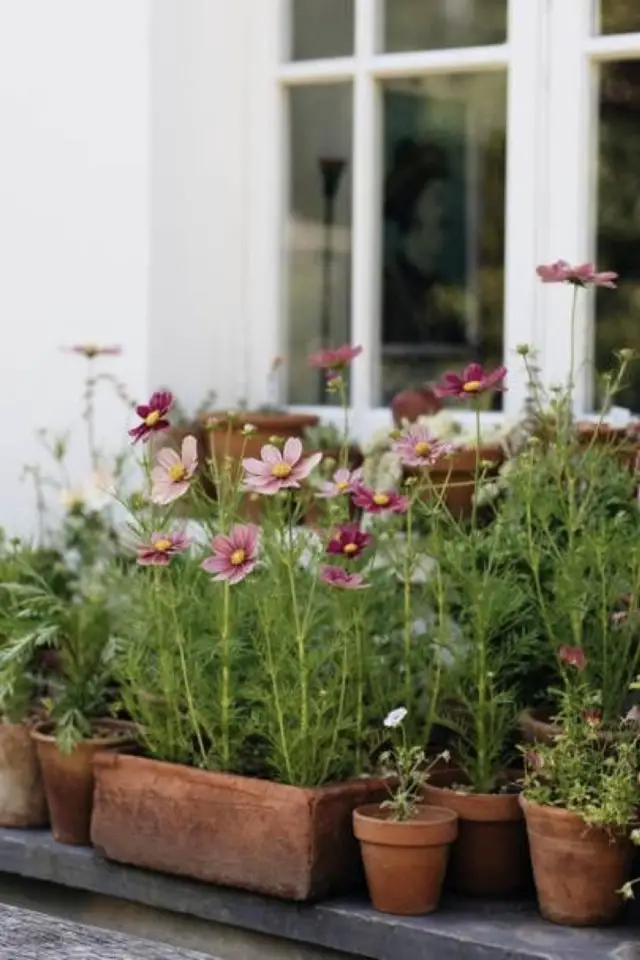 terrasse plante verte pot de fleur devant rebord de fenêtre fleurs roses