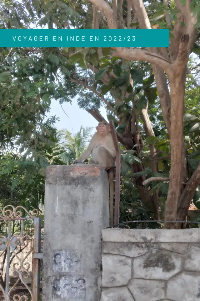 voyager apres covid Inde singe sauvage mahabalipuram Tamil Nadu