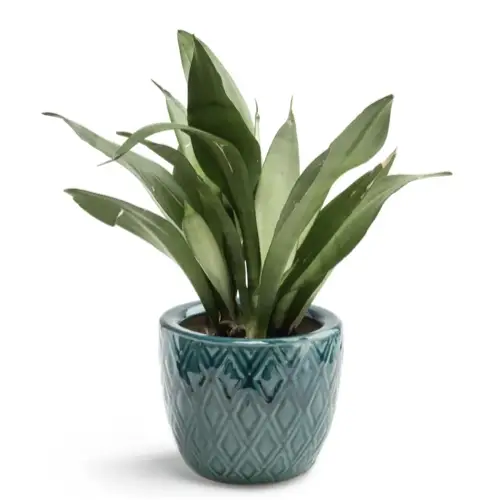 cache pot plante salle de bain Cache-pot Ø15 cm à poser sur meuble ou étagère