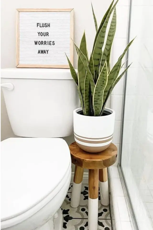 quelle variete plante salle de bain langue de belle mère posée sur un tabouret à côté des toilettes