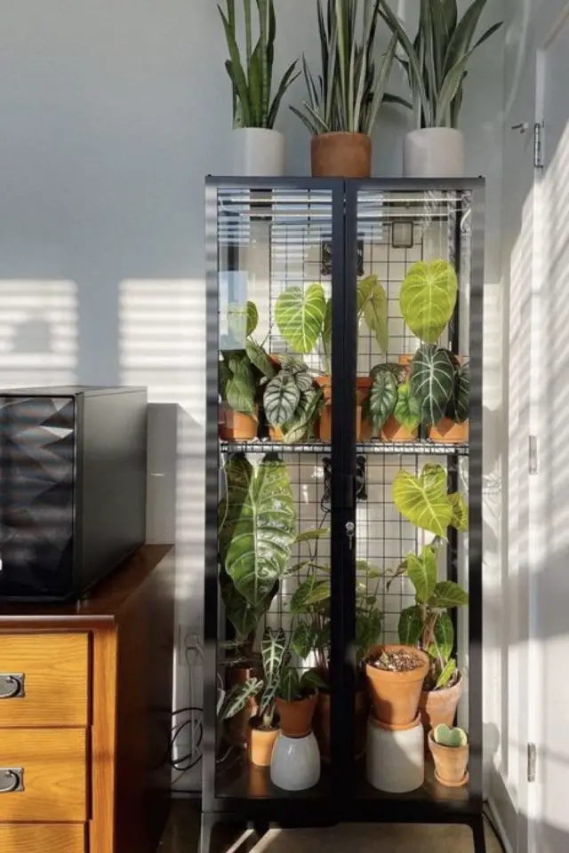 exemple deco vitrine plantes intérieures mini serre pratique et moderne