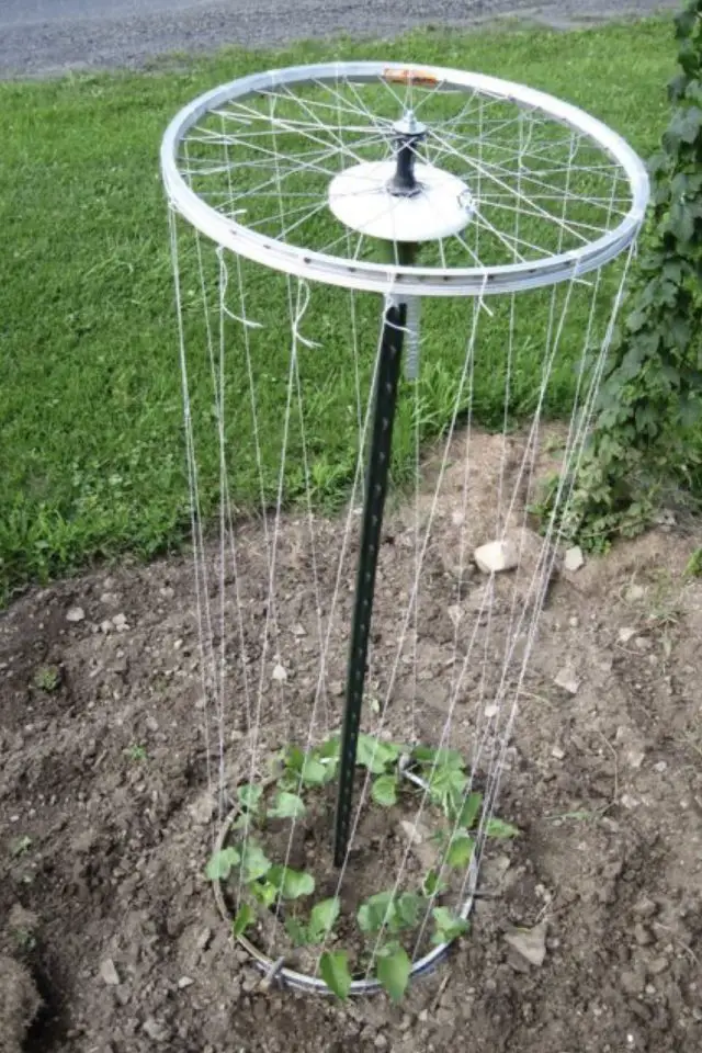 roue de bicyclette recup jardin idee tuteur pour plant de tomate plante grimpante