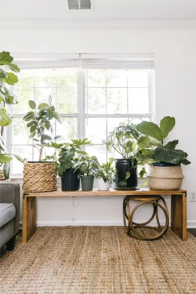 exemple plantes vertes posees banc en bois simple près d'une fenêtre salon canapé