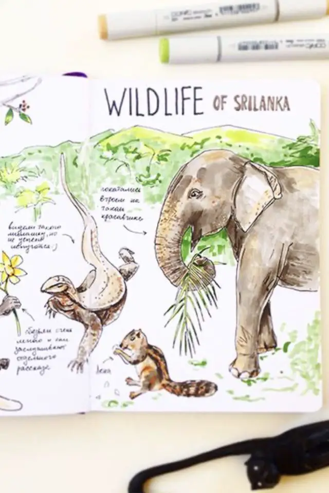 journal voyage asie exemple croquis Sri Lanka animaux sauvage dessin aquarelle