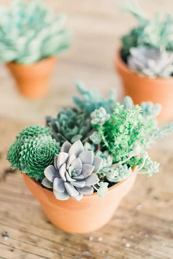 composition de succulentes composition de succulentes