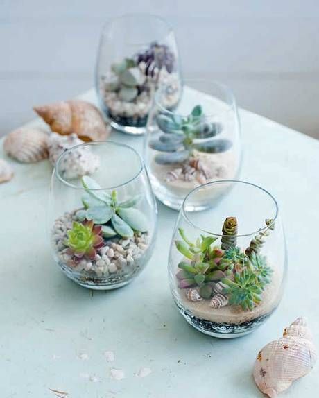 succulentes dans des verres succulentes dans des verres