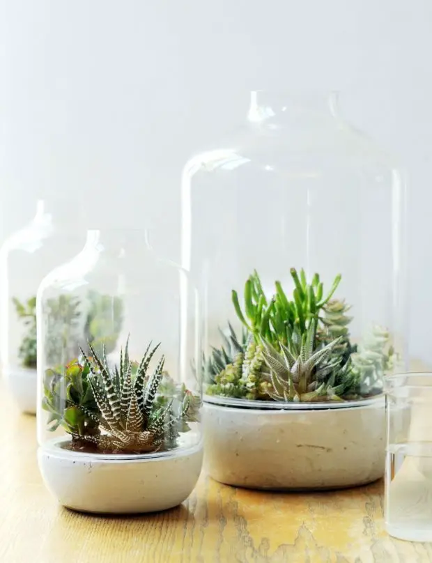 succulentes sous cloche succulentes sous cloche