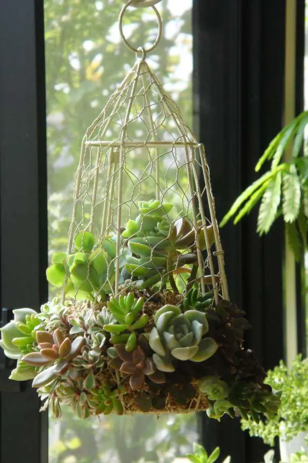succulentes suspendues deco succulentes suspendues deco