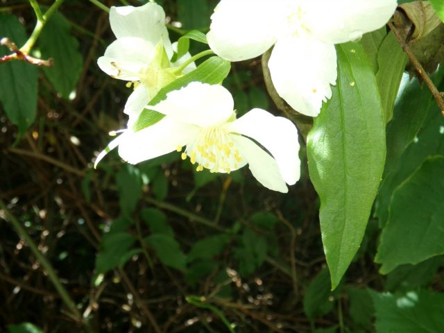 fleur blanche feuillage nature