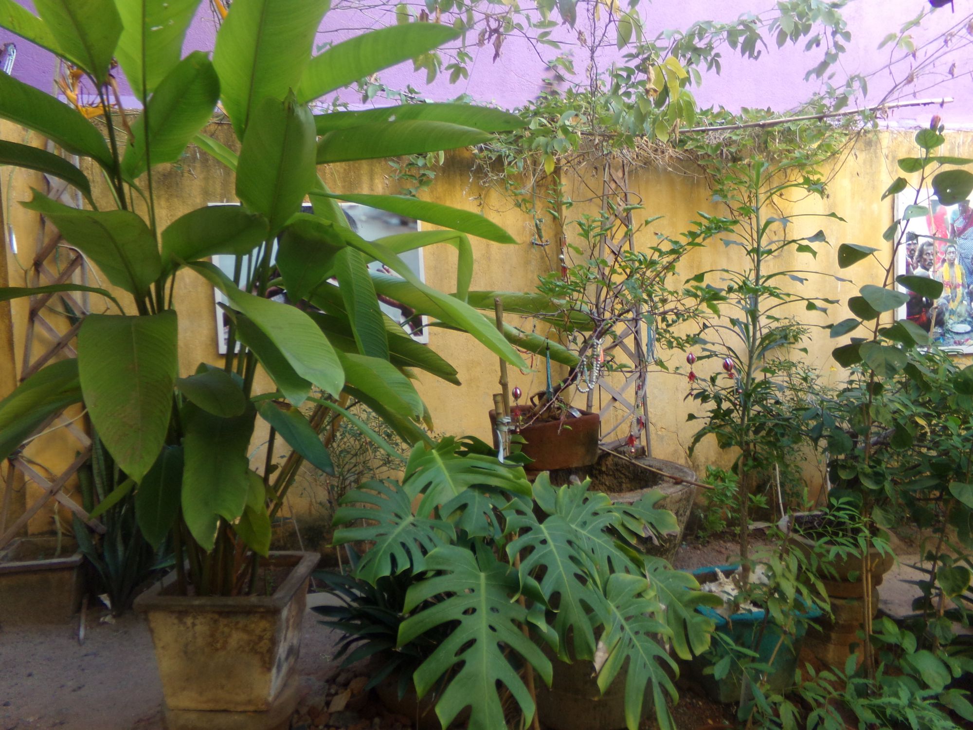 ganesh garden decouverte botanique pondicherry ganesh garden decouverte botanique pondicherry