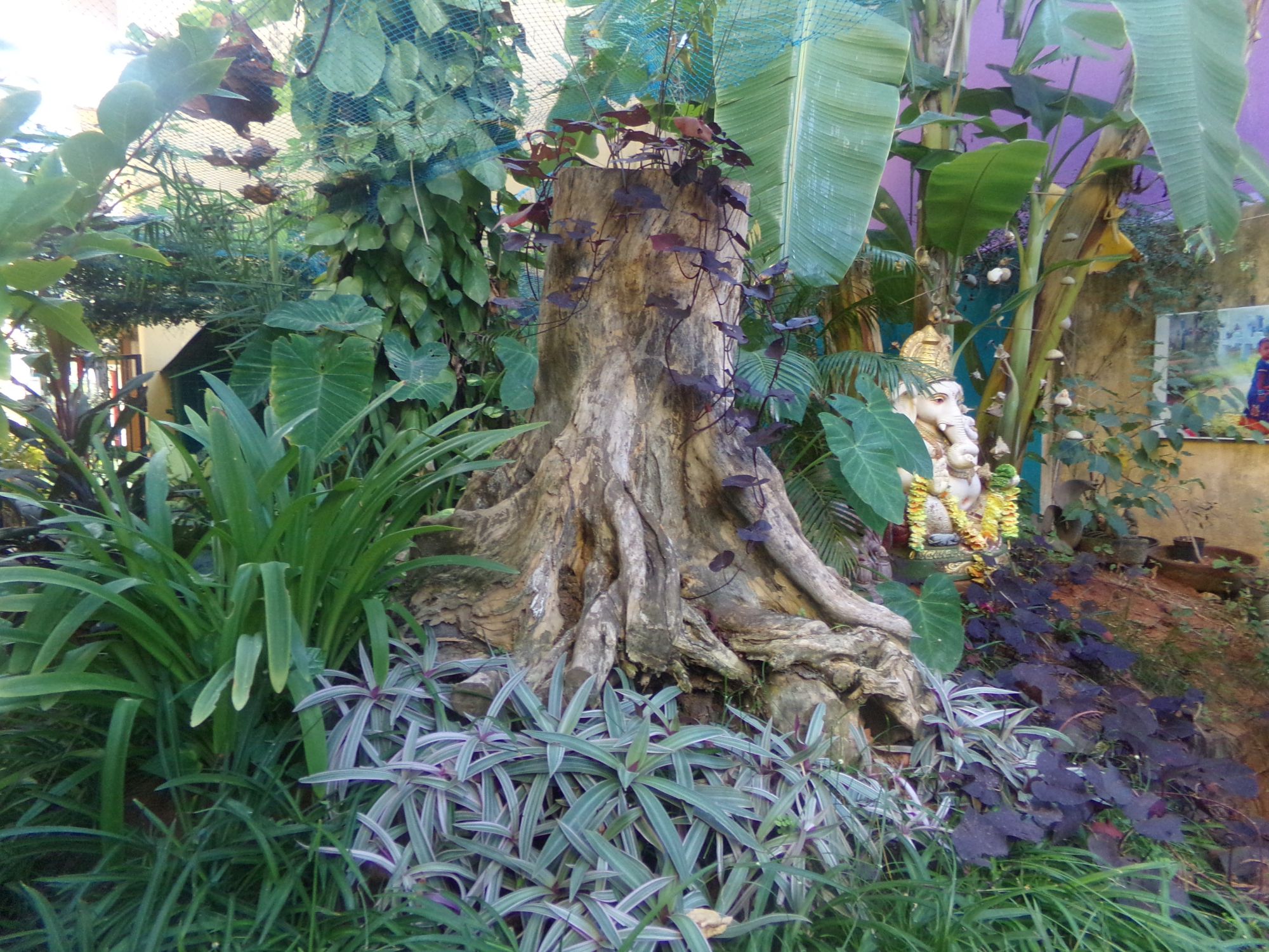 jardin decouvrir plante pondicherry jardin decouvrir plante pondicherry