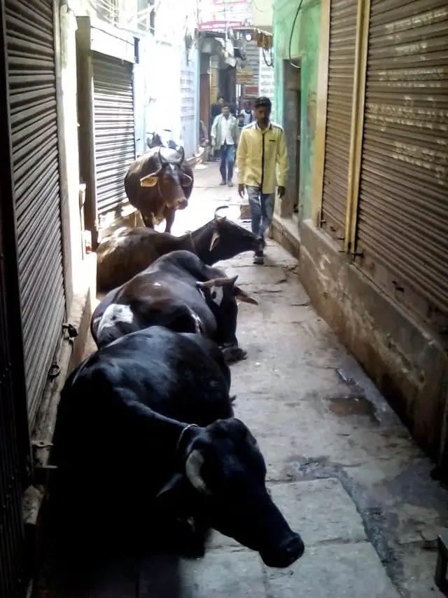 varanasi vieille ville vaches et petites rues