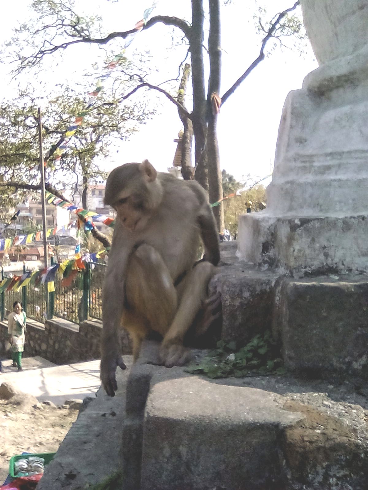 monkey temple singe katmandou nepal visite