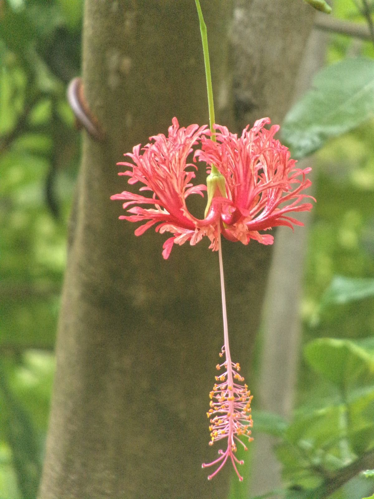 fleut tropicale hibiscus varkala kerala inde