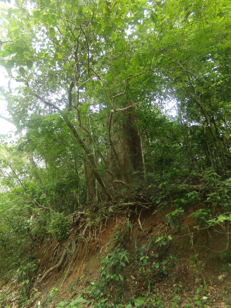 kerala jungle montagne vegetation