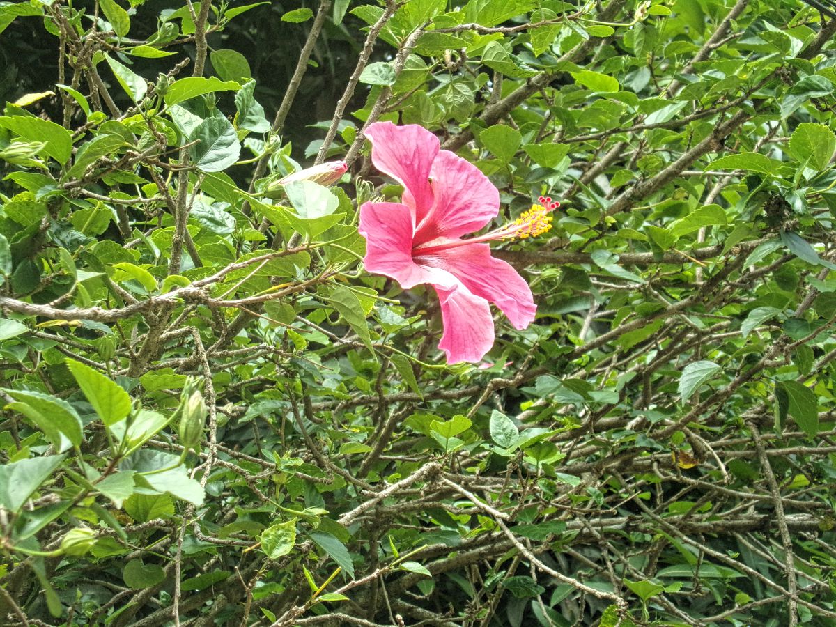 kumily Inde kerala tamil nadu jungle plante hibiscus