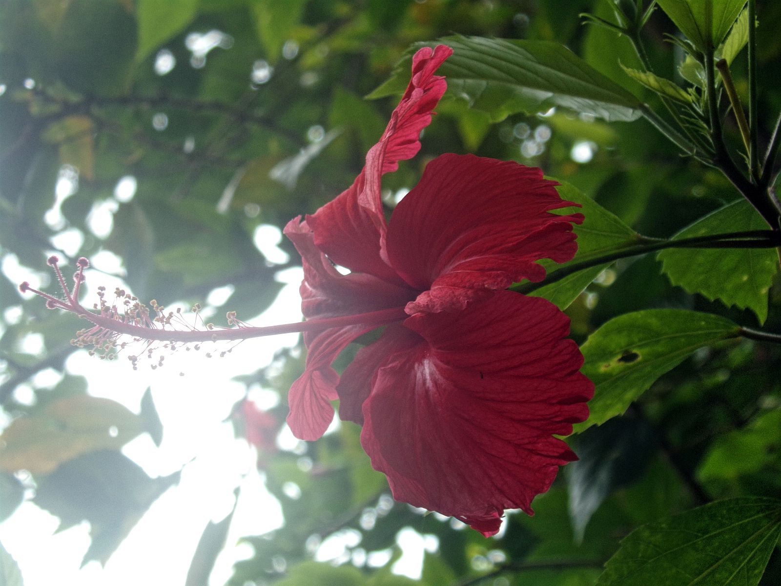 varkala hibiscus plante fleur inde du sud