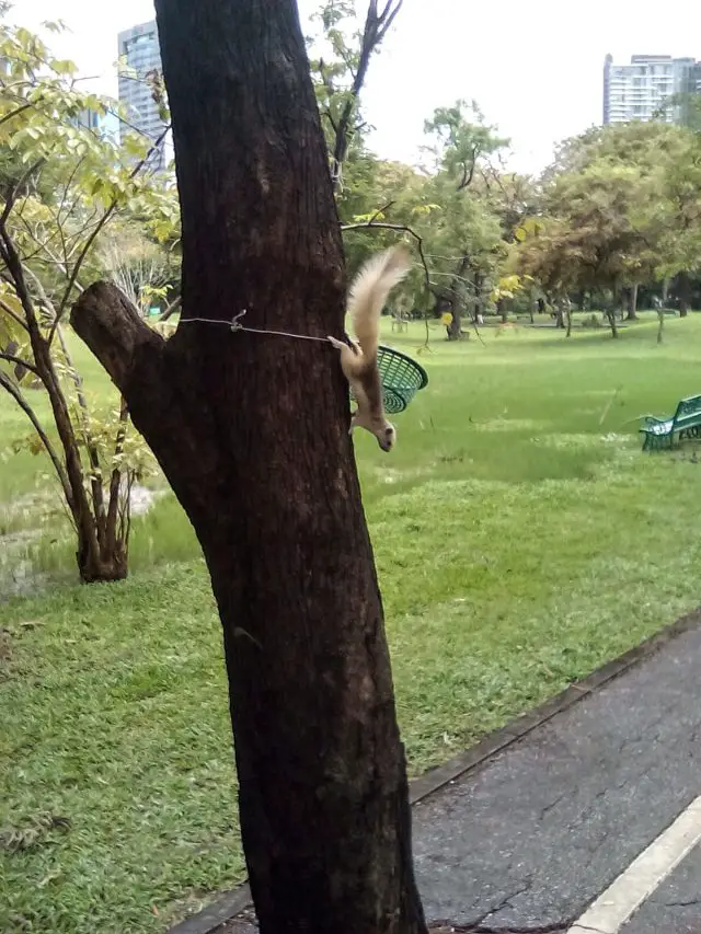 bangkok thailande parc morchit nature ecureuil
