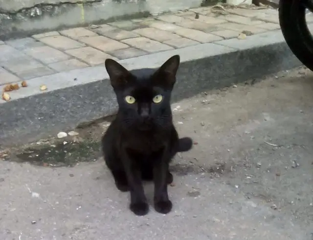 chat noir malaisie melaka