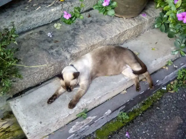 chat qui dort malaisie melaka