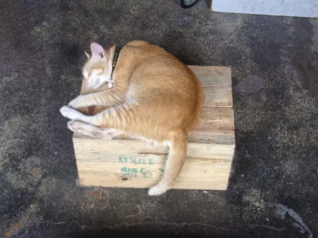 chat sur une caisse en bois malaisie georgetown