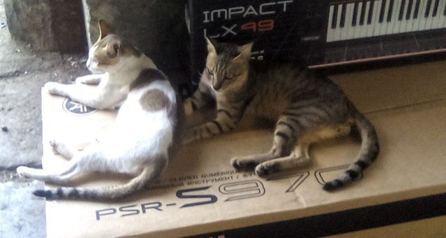 chats bombay inde cartons