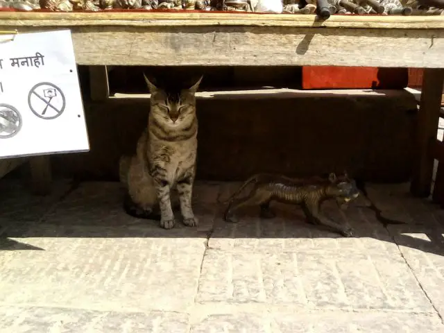 petit chat katmandou nepal vie nomade