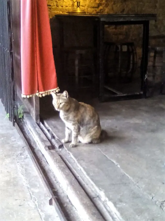 petit chat melaka malaisie