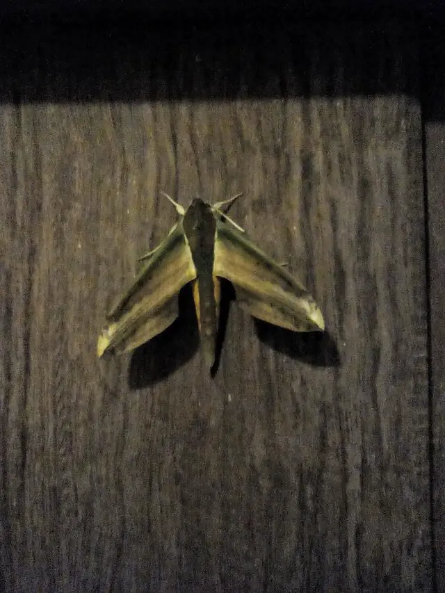 gros papillon de nuit asie du sud est