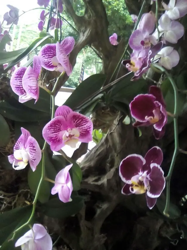 orchidee nature malaisie voyage decouverte