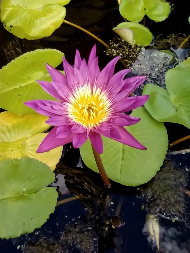 fleur lotus thailande