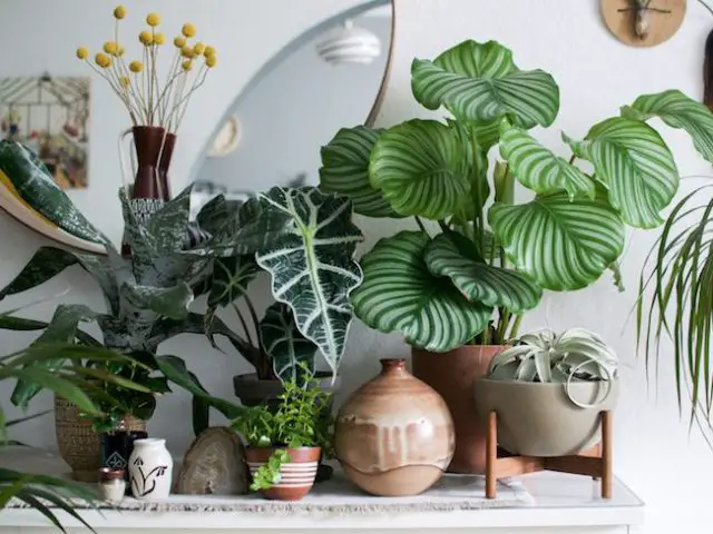 inspiration idee decoration salon urban jungle