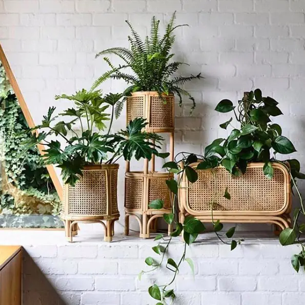Tendance déco] Des petites plantes pour un intérieur Urban Jungle | Cocon |  décoration & slow living