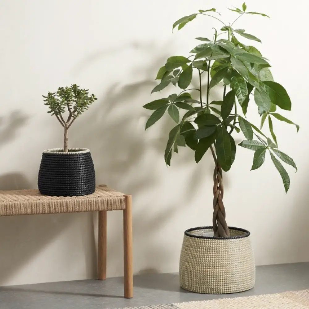 cache pot plante verte bureau decoration 5 – Cocon