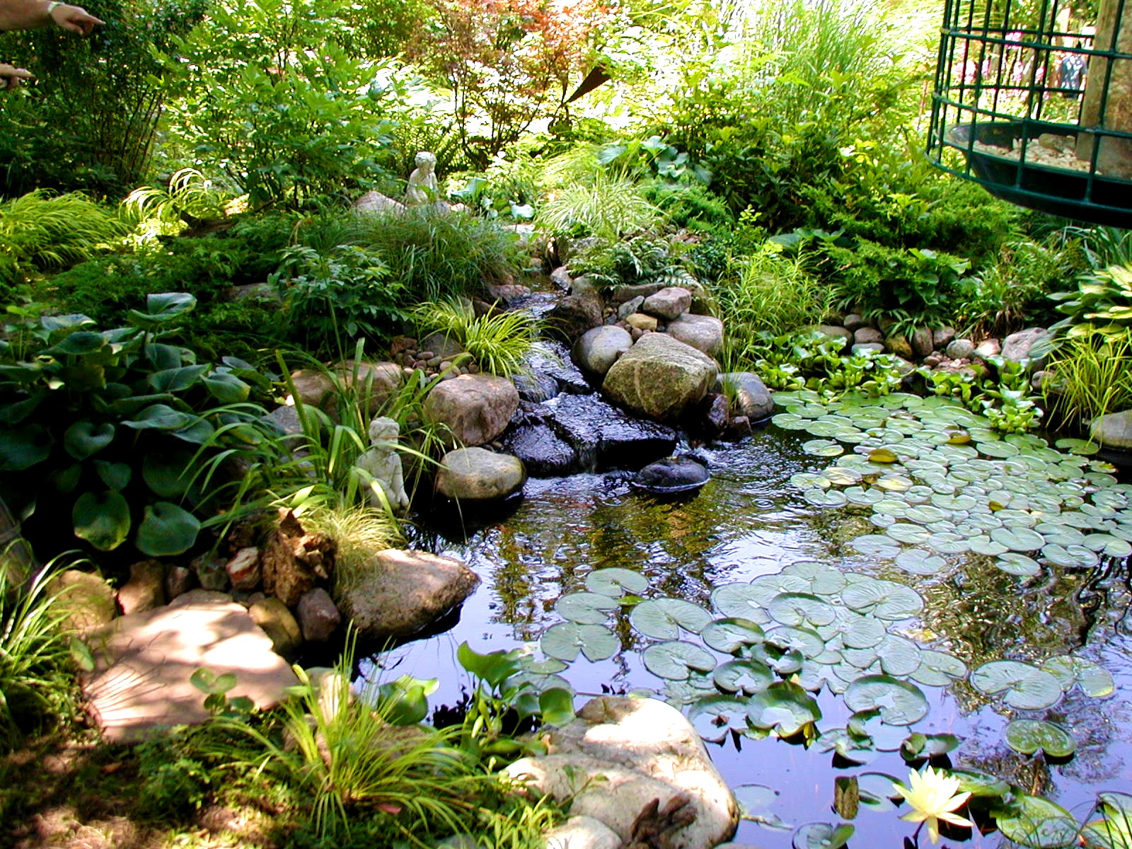 grand bassin decoration jardin plante aquatique