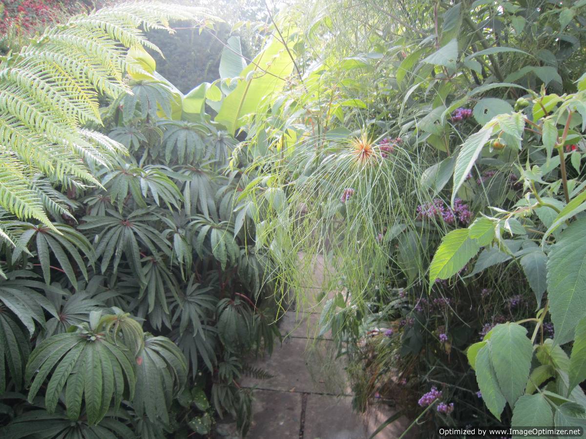 plante exotique jardin idee decoration