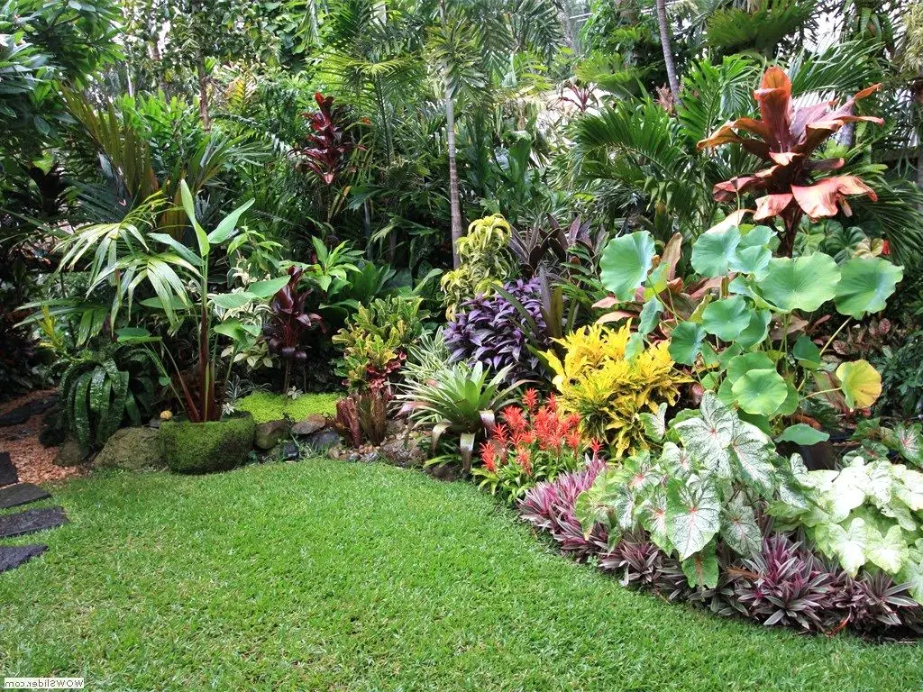 plantes et fleurs exotiques couleur jardin