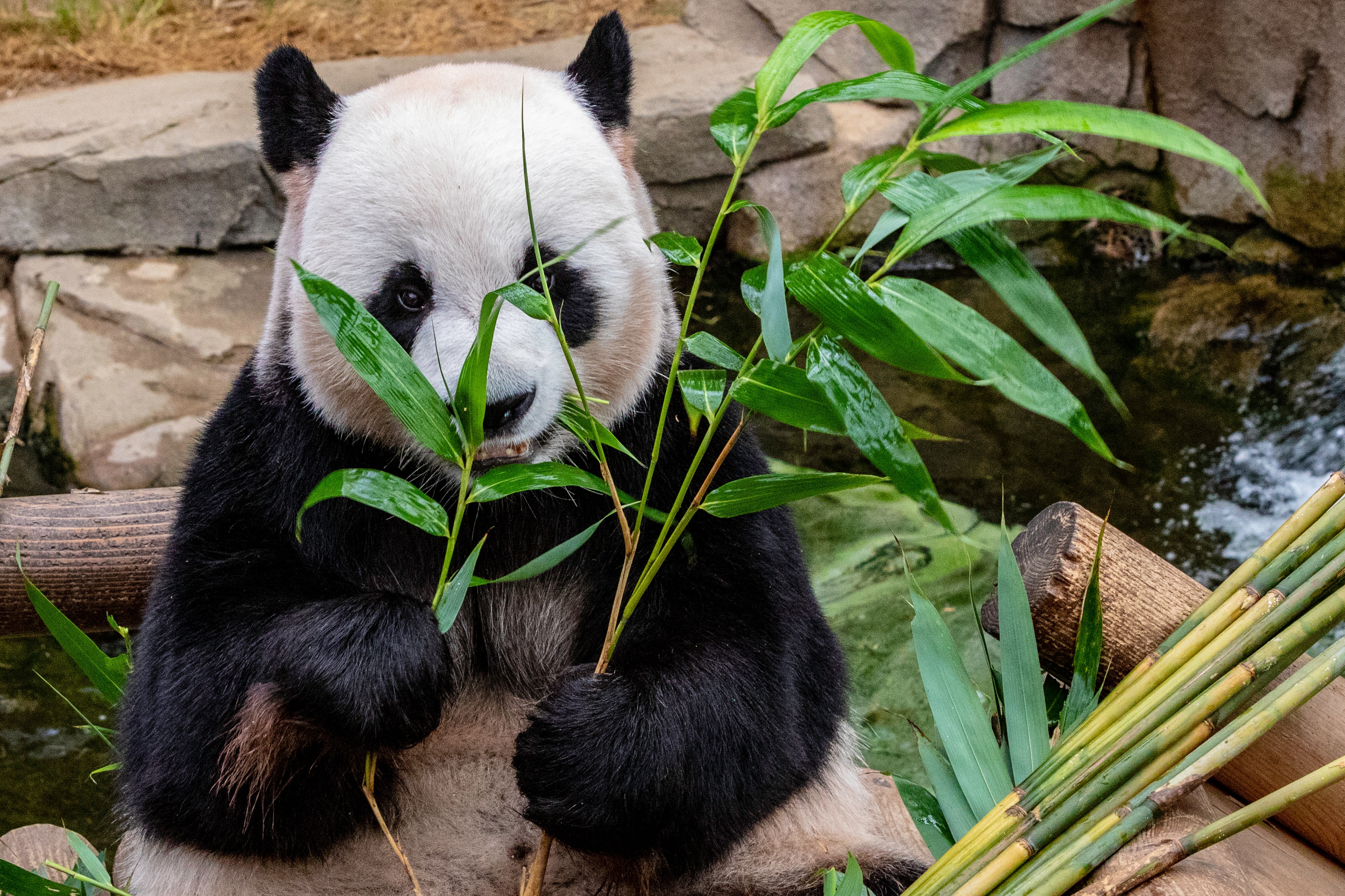 brosse a dent en bambou ecosysteme panda mignon