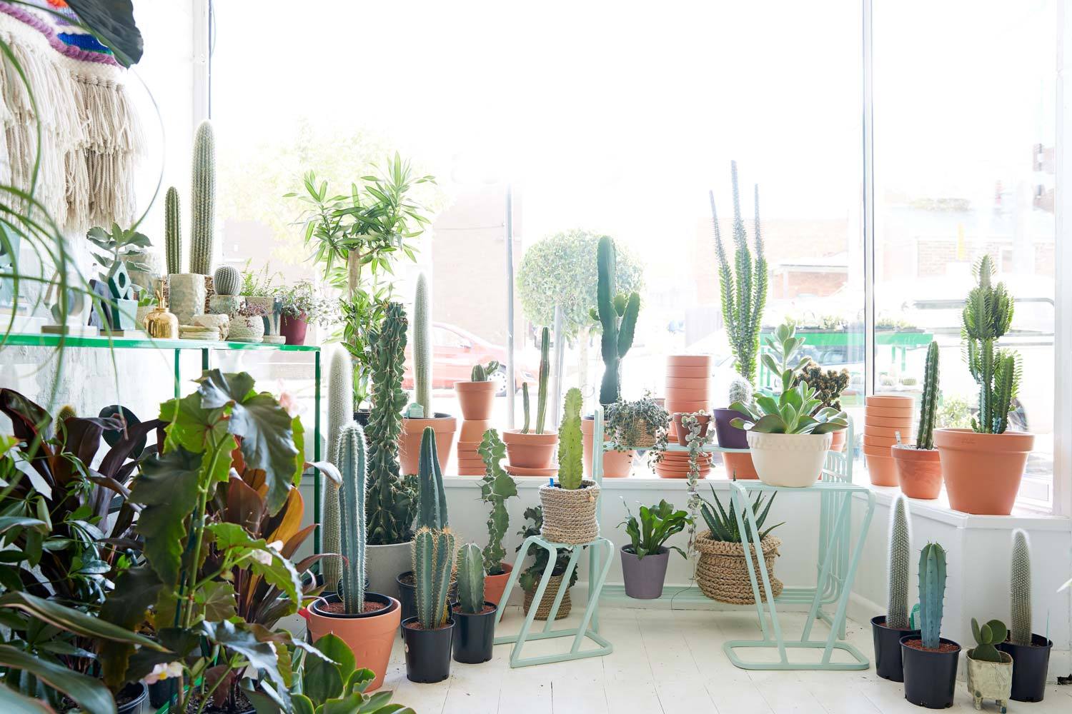 cactus plante facile entretien