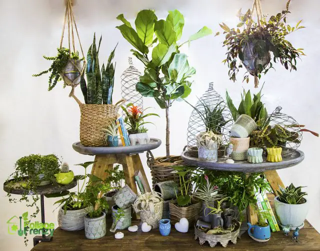 15 plantes dépolluantes pour votre intérieur bien être chez soi