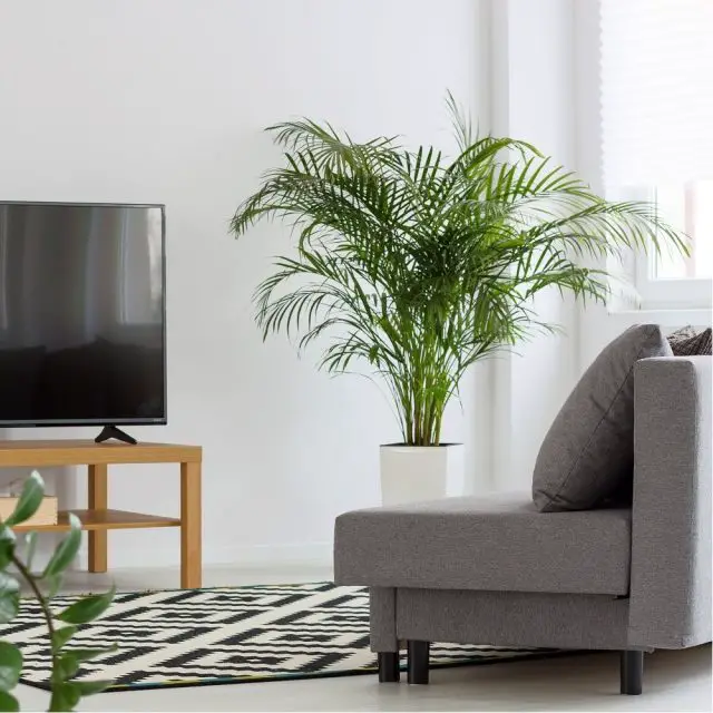 15 plantes dépolluantes pour votre intérieur palmier areca qualité air assainissante