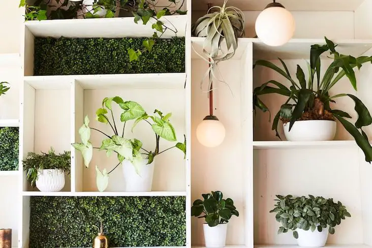 plante verte depolluante decoration maison exemple conseils choisir plantes